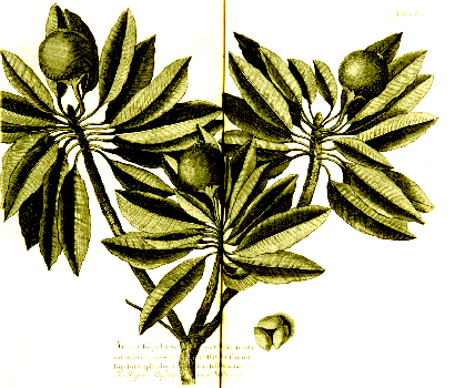 Sapodilla Plant, Sloane